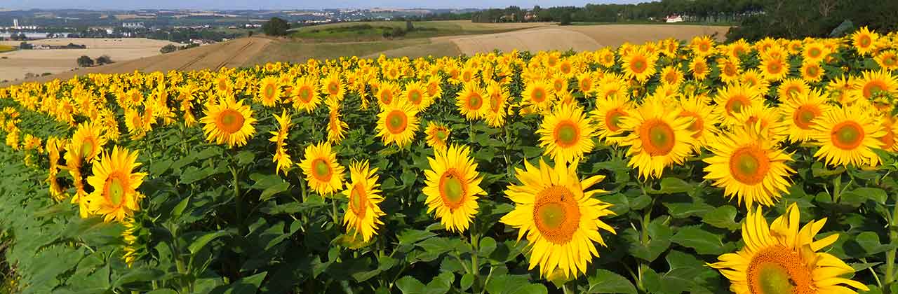  sunflower-field.jpg
