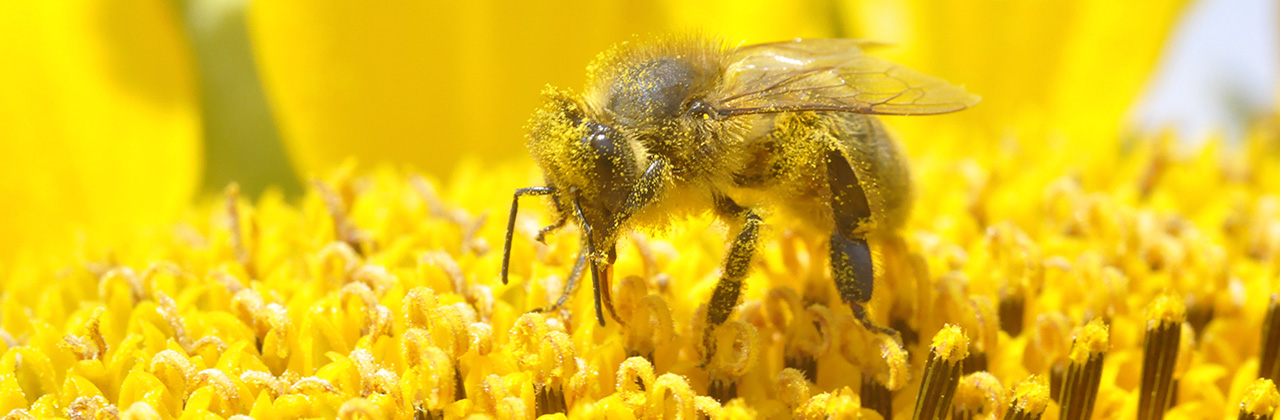  Bee-on-sunflower_Photo-Laurent-Jung.jpg