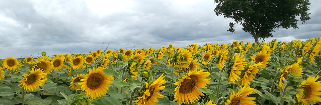  Field-under-wind_Sent-by-Veronique-Garnon.jpg